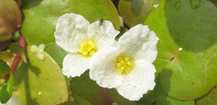 Békatutaj (<i>Hydrocharis morsus-ranae</i>)