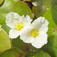 Békatutaj (<i>Hydrocharis morsus-ranae</i>)