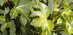 Borostyánarália (<i>Fatshedera sp.</i>)