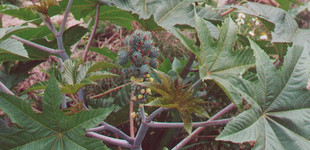 Ricinus (<i>Ricinus communis</i>)