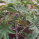 Csodafa (<i>Ricinus communis</i>)