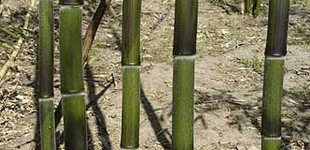 Bambusz (<i>Phyllostachys bambusoides</i> 'Violascens')