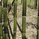 Bambusz (<i>Phyllostachys bambusoides</i> 'Violascens')