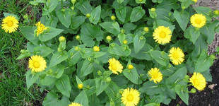 Kaukázusi vagy keleti zergevirág (<i>Doronicum caucasicum</i>)