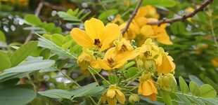 Szenna (<i>Cassia corymbosa</i>)