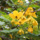 Szenna (<i>Cassia corymbosa</i>)