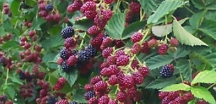 tüskementes szeder (<i>Rubus rusticanus var. inermis</i>)