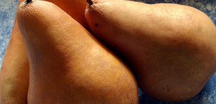 Bosc kobak körte, Alexander (<i>Pyrus communis</i> ''Bosc kobak', 'Alexander'')