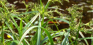Közönséges erdeikáka (<i>Scirpus sylvaticus</i>)
