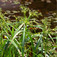 Közönséges erdeikáka (<i>Scirpus sylvaticus</i>)