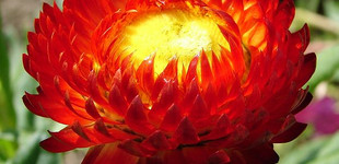 Szalmavirág (<i>Helichrysum bracteatum</i>)