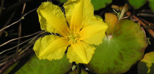 Tóvirág (<i>Nymphoides peltata</i>)