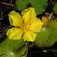 Vízi tündérfátyol (<i>Nymphoides peltata</i>)
