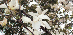 Japán liliomfa (<i>Magnolia kobus</i>)