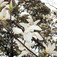 Japán liliomfa (<i>Magnolia kobus</i>)