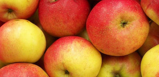 'Relinda' alma (<i>Malus domestica</i> ''Relinda'')