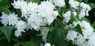 Teltvirágú gyöngyvirágcserje (<i>Deutzia x magnifica</i>)