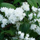 Teltvirágú gyöngyvirágcserje (<i>Deutzia x magnifica</i>)