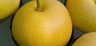 Japán körte, nasi 'Kosui' (<i>Pyrus pyrifolia</i> ''Kosui'')