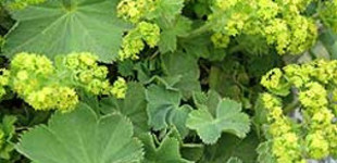 Lágyszőrű palástfű (<i>Alchemilla mollis</i>)