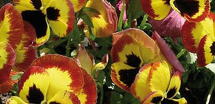 Árvácska (<i>Viola wittrockiana</i> 'tricolor maxima')