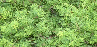 Aranylombú terülő boróka (<i>Juniperus x media</i> 'Gold Coast')