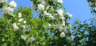 Jezsámen (<i>Philadelphus sp.</i> 'Schneesturm')