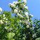 Jezsámen (<i>Philadelphus sp.</i> 'Schneesturm')