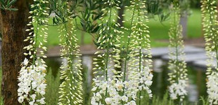 Óriás korbácsliliom (<i>Eremurus robustus</i>)
