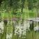 Óriás korbácsliliom (<i>Eremurus robustus</i>)
