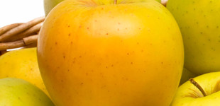 'Ozark Gold' alma (<i>Malus domestica</i> ''Ozark Gold'')