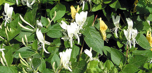 Örökzöld japán lonc (<i>Lonicera japonica</i> 'Halliana')