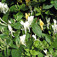 Örökzöld japán lonc (<i>Lonicera japonica</i> 'Halliana')