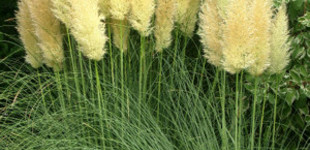 Pampafű (<i>Cortaderia selloana</i>)