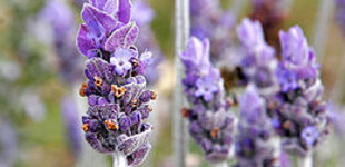 Levendula (<i>Lavandula angustifolia</i>)