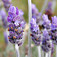 Levendula (<i>Lavandula angustifolia</i>)