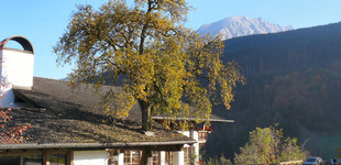 körte (<i>Pyrus communis</i>)