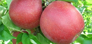 'Florina' alma (<i>Malus domestica</i> ''Florina'')