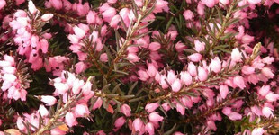 Alpesi erika (<i>Erica carnea</i>)