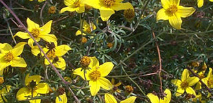 Balkon aranya (<i>Bidens ferulifolia</i>)