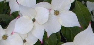 Csillagsom (<i>Cornus kousa</i>)