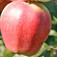 'Gloster' alma (<i>Malus domestica</i> ''Gloster'')