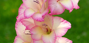 Kardvirág (<i>Gladiolus  sp.</i>)