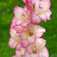 Kardvirág (<i>Gladiolus  sp.</i>)