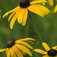 Kúpvirág (<i>Rudbeckia sp.</i>)