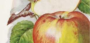 'Daru Sóvári' alma (<i>Malus domestica</i> ''Daru Sóvári'')