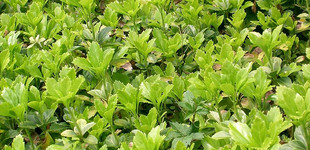 Japán kövérke (<i>Pachysandra terminalis</i>)