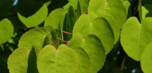 Kislevelű kacsurafa (<i>Cercidiphyllum japonicum</i>)