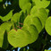 Kislevelű kacsurafa (<i>Cercidiphyllum japonicum</i>)