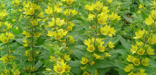 Pettyegetett lizinka (<i>Lysimachia punctata</i>)